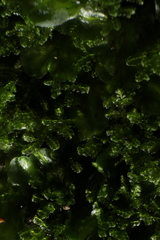 Ceramanus clatritexta