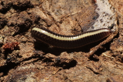Siphonotus flavomarginatus