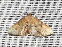 Cerynea thermesialis