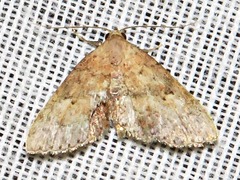 Cerynea thermesialis