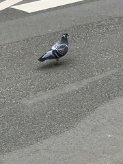 Columba livia domestica