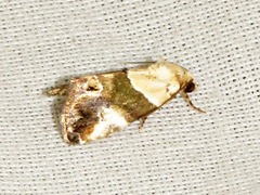 Hypercodia wheeleri
