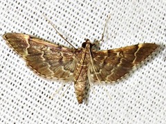 Duponchelia lanceolalis