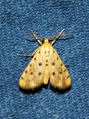 Calamoschoena stictalis
