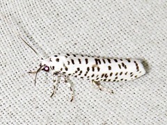 Yponomeuta strigillatus