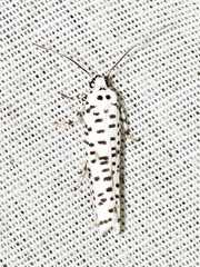 Yponomeuta strigillatus