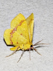 Petrodava leucicolor