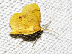 Petrodava leucicolor