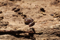 Siphonotus flavomarginatus