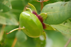 Sonneratia caseolaris