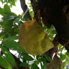 Cynometra cauliflora