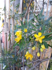 Senna corymbosa