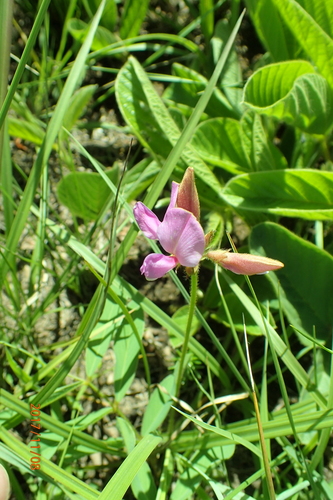 Image of Tephrosia macropoda by no rights reserved
