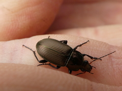 Poecilus cupreus