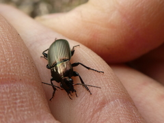 Poecilus cupreus