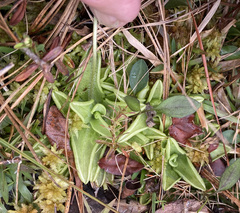 Pinguicula caerulea