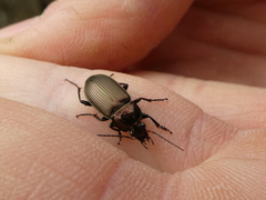 Poecilus cupreus