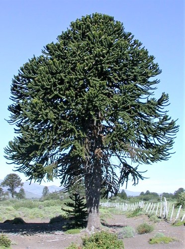 Araucaria araucana