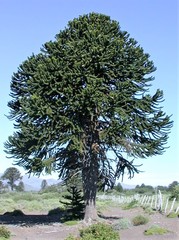 Araucaria araucana