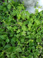 Ranunculus platensis