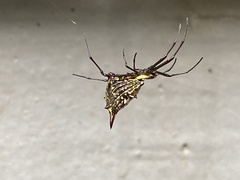 Micrathena gurupi