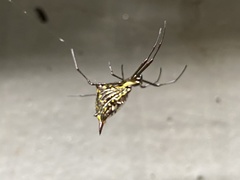 Micrathena gurupi
