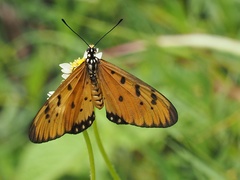 Acraea terpsicore