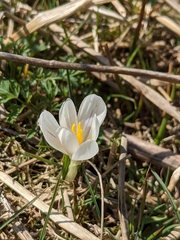 Crocus vernus