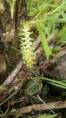 Cranichis ciliata