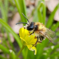 Andrena