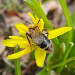 Andrena
