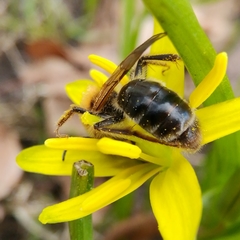 Andrena