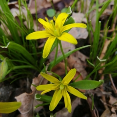 Gagea lutea