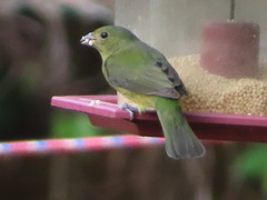 Passerina ciris image