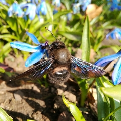 Xylocopa violacea
