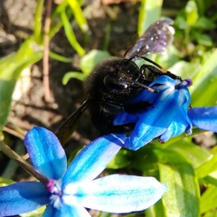 Xylocopa violacea