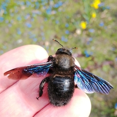 Xylocopa violacea