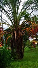 Arecaceae
