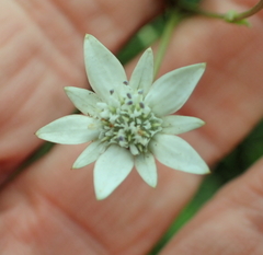 Alepidea peduncularis