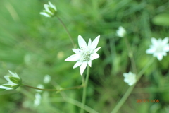 Alepidea peduncularis