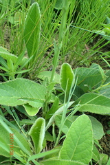 Alepidea peduncularis