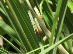 Amblytropidia australis