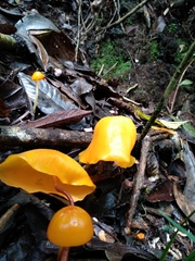Hymenogloea papyracea