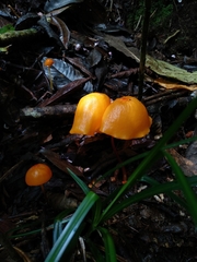 Hymenogloea papyracea