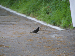 Turdus merula