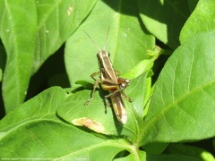 Dichroplus elongatus