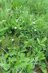 Alepidea peduncularis