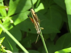 Dichroplus elongatus