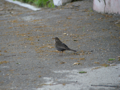 Turdus merula