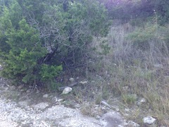 Spiranthes magnicamporum